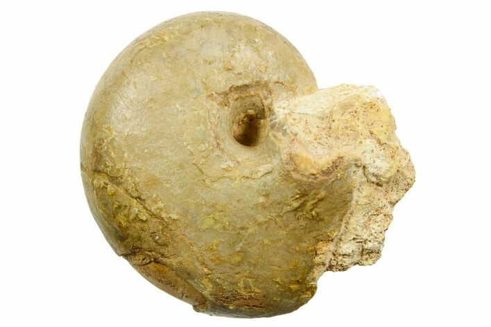 Jurassic Nautilus (Cenoceras) Fossil - Évrecy, France #367743